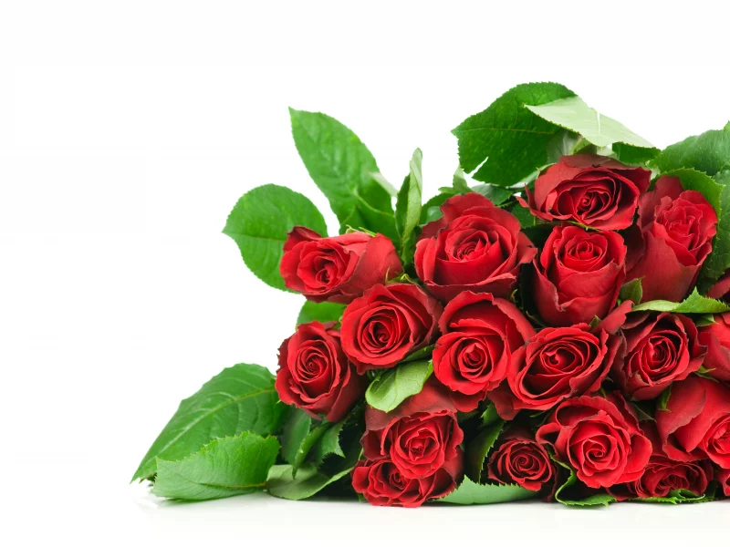 rose, roses, red roses, cool, bouquet, flower, beautiful, flowers