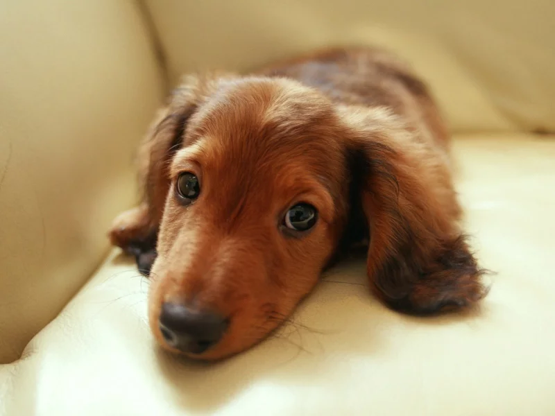взгляд, диван, глаза, dachshund, такса