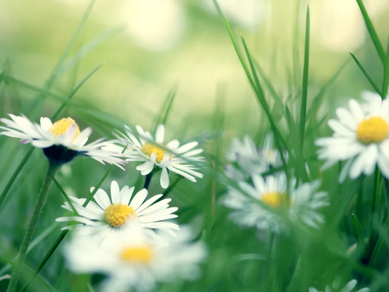 трава, daisies, ромашки