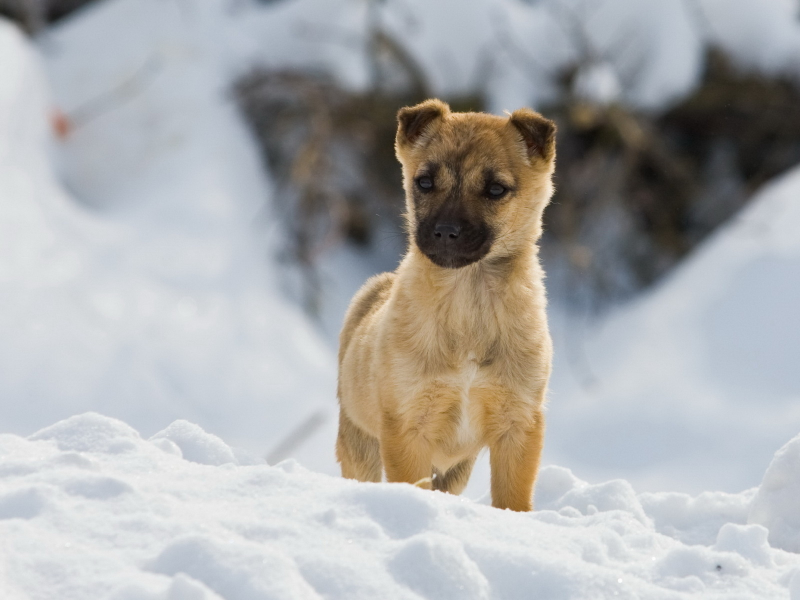 зима, собака, снег, прогулка