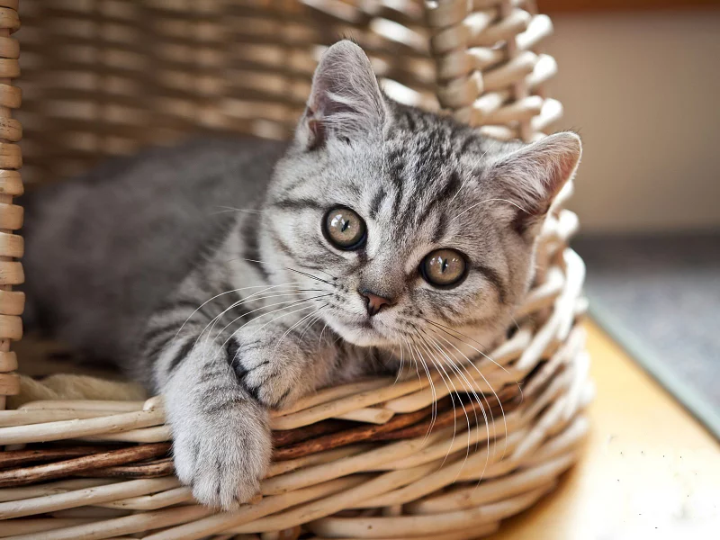 корзина, взгляд, котенок