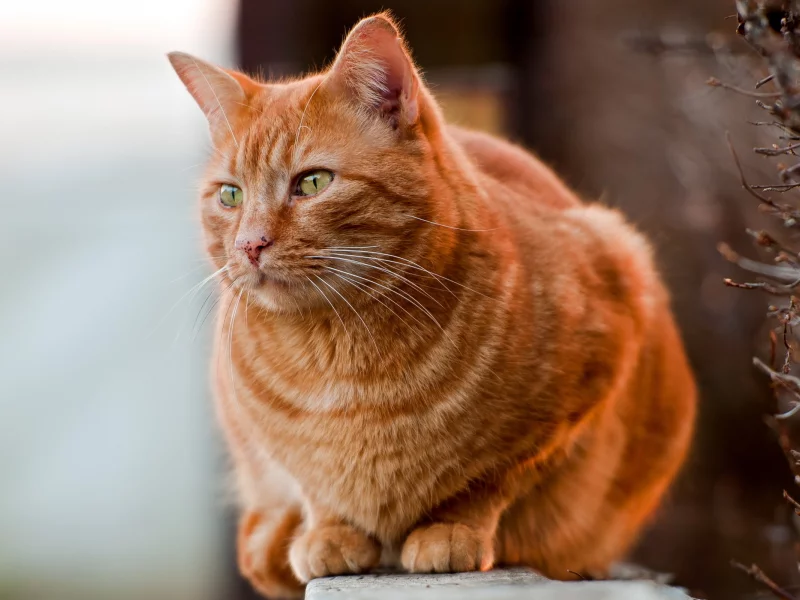 кот, фон, природа
