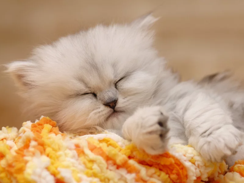 британская шиншилла, british chinchilla