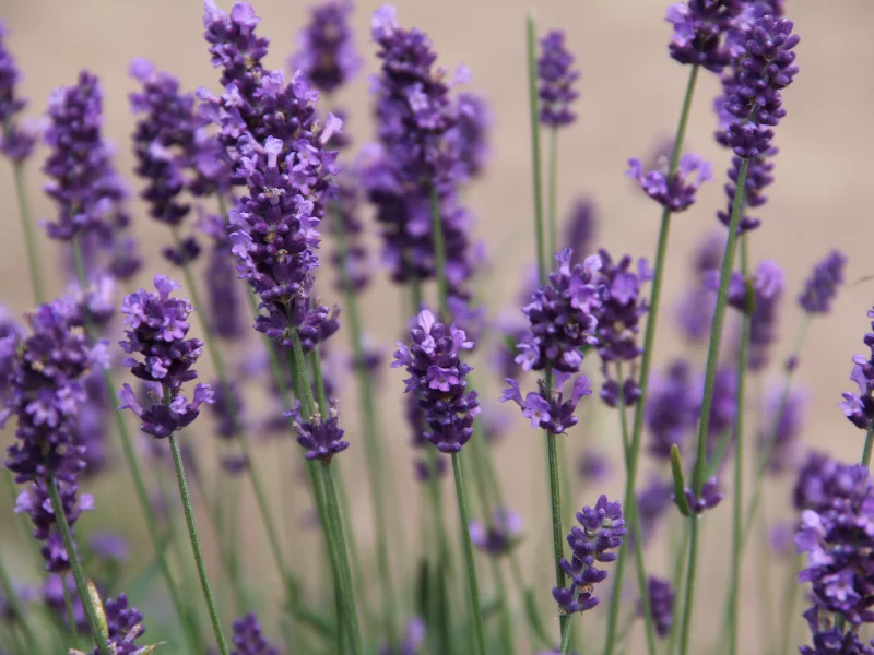 цветы, природа, фиолетовый, flowers