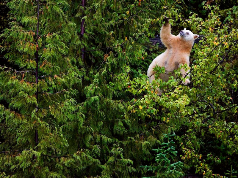 hand, wild, animals, leaves, bear, nature, cool