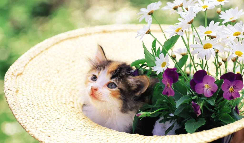 котенок, цветы, cat, шляпа