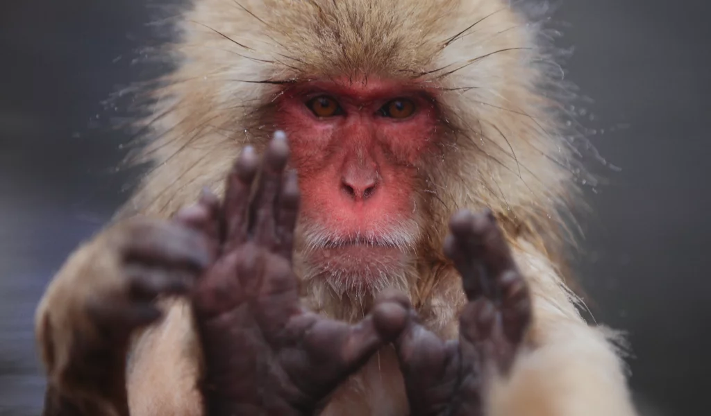 японский макак, macaca fuscata