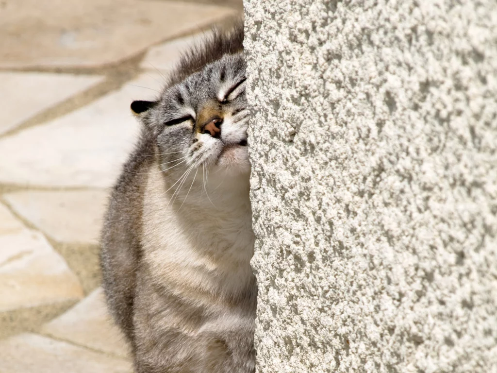 мордочка, кошка, стена, кот
