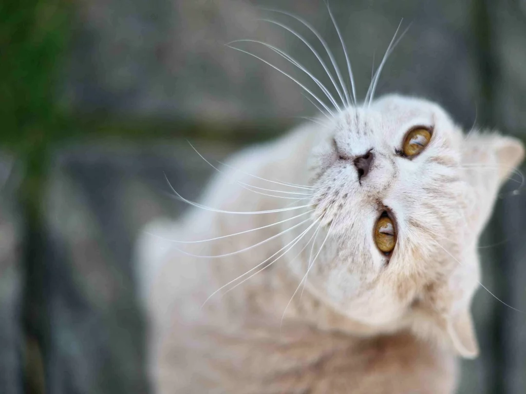 смотрит, кот, кошка, вверх