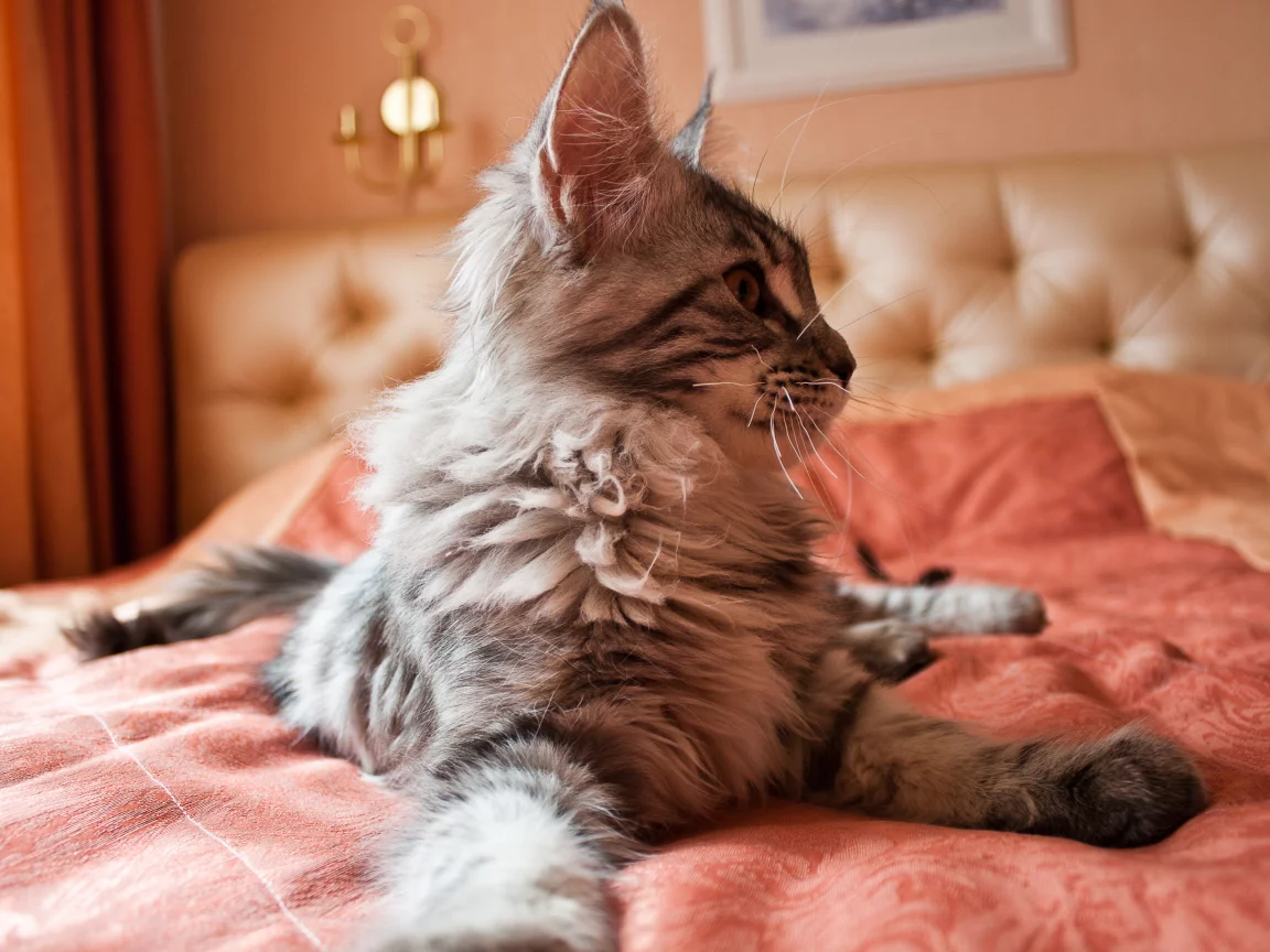 пушистик, кошка, котенок, животные