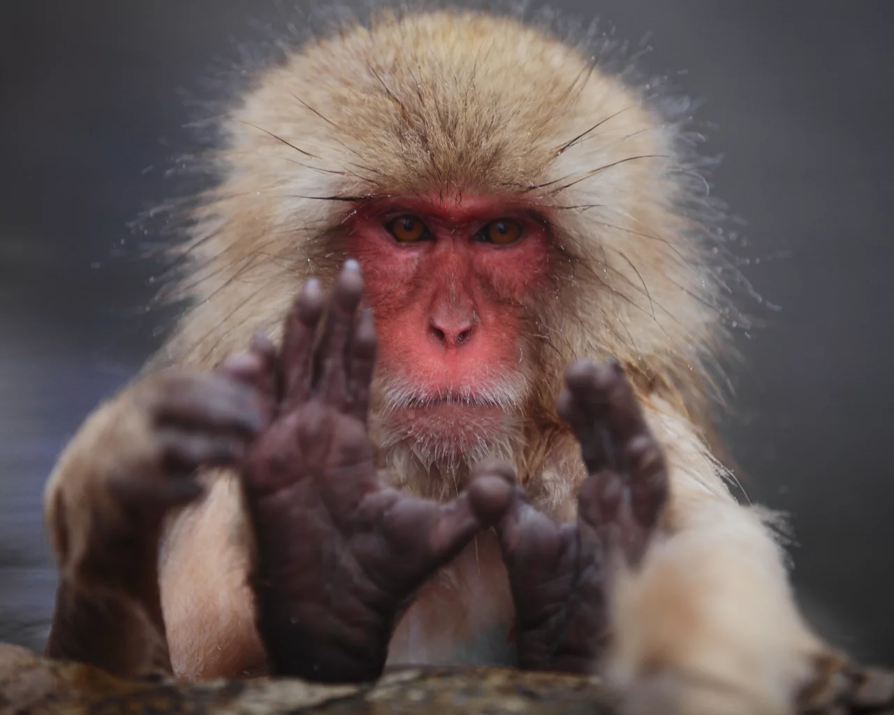 японский макак, macaca fuscata