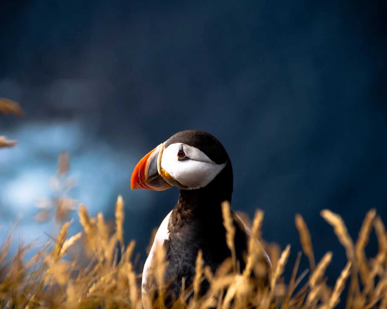 атлантический тупик, птица, fratercula arctica