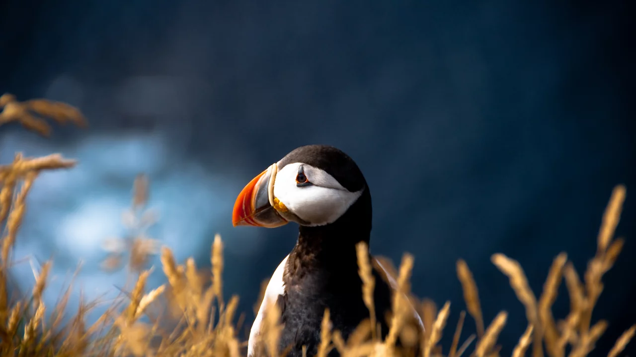 атлантический тупик, птица, fratercula arctica
