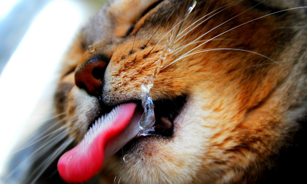 язык, вода, кошка, кот