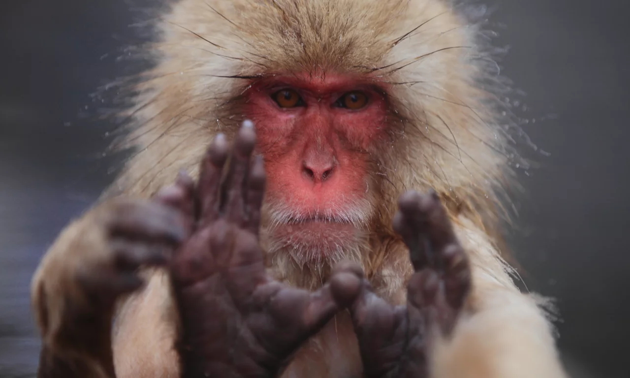 японский макак, macaca fuscata