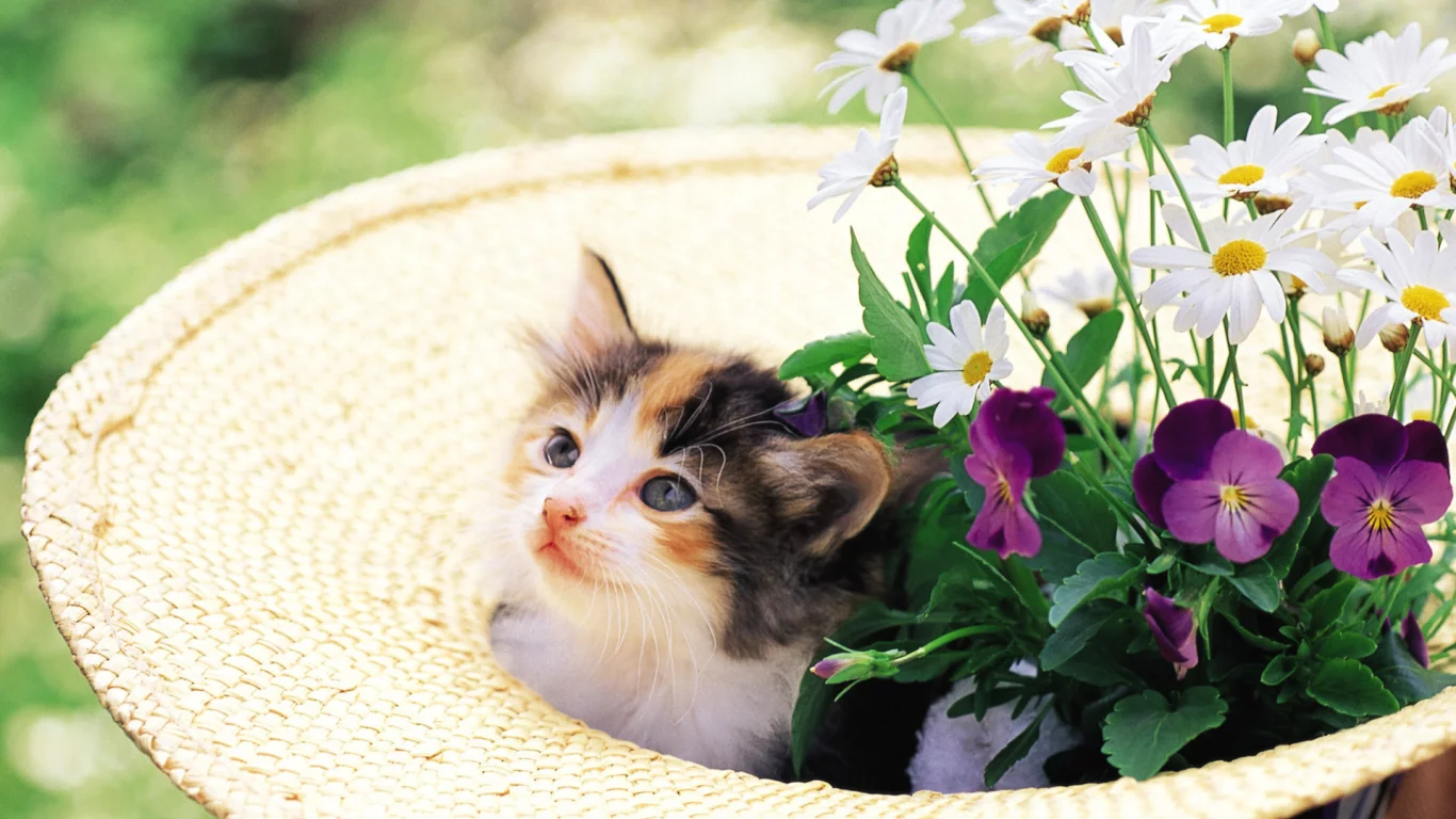 котенок, цветы, cat, шляпа