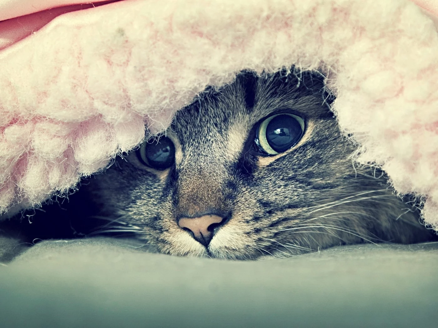 взгляд, животные, кот под одеялом