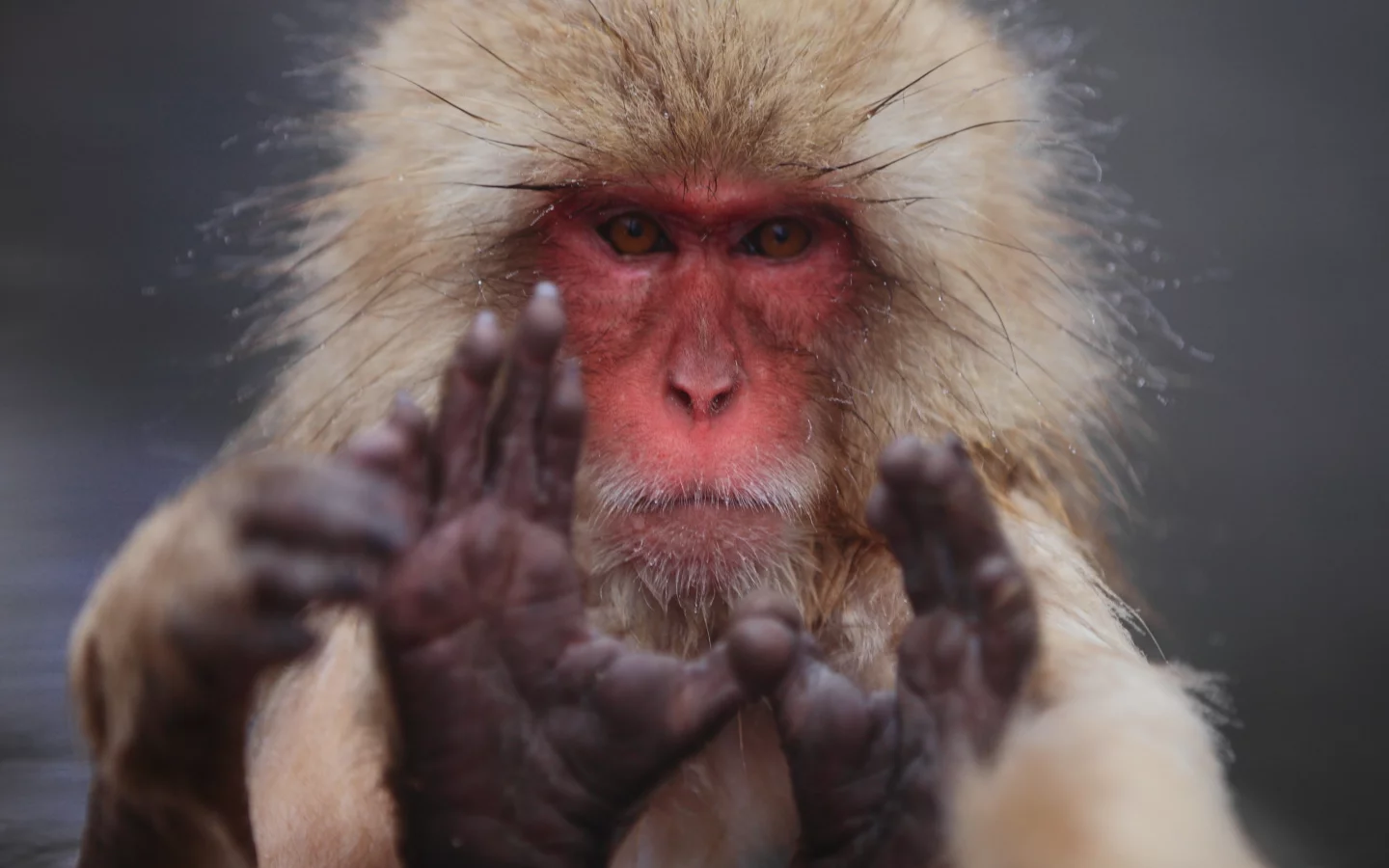 японский макак, macaca fuscata