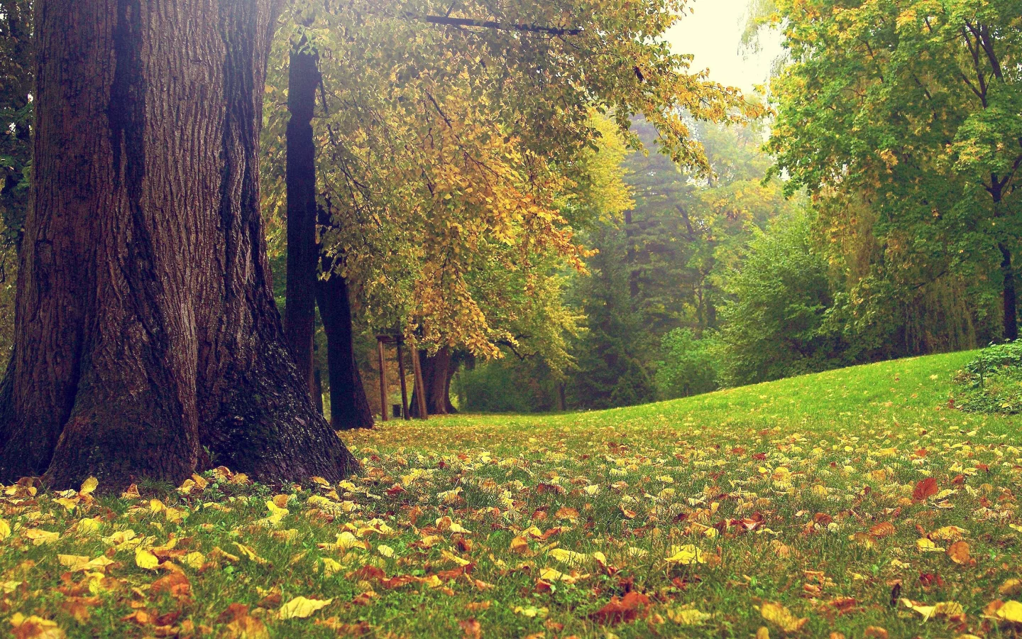 autumn, forest, осень