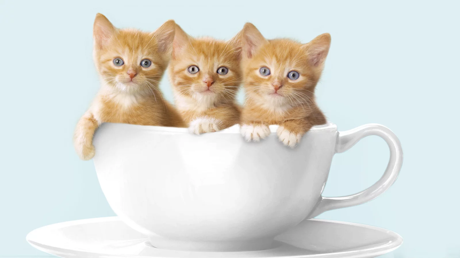 котята, рыжие котята, кружка