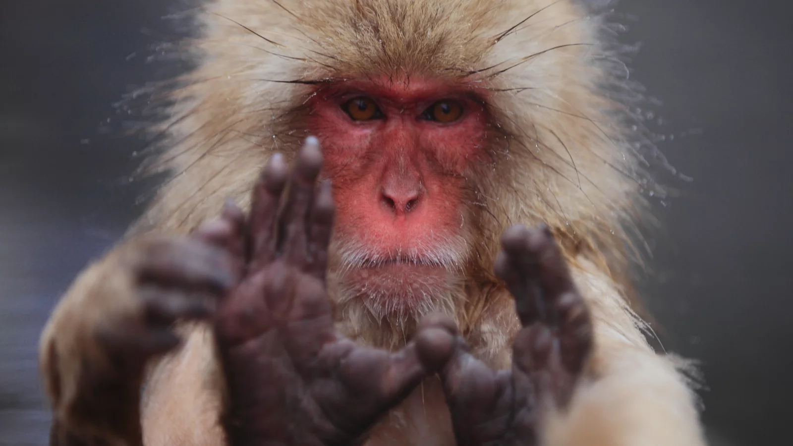 японский макак, macaca fuscata