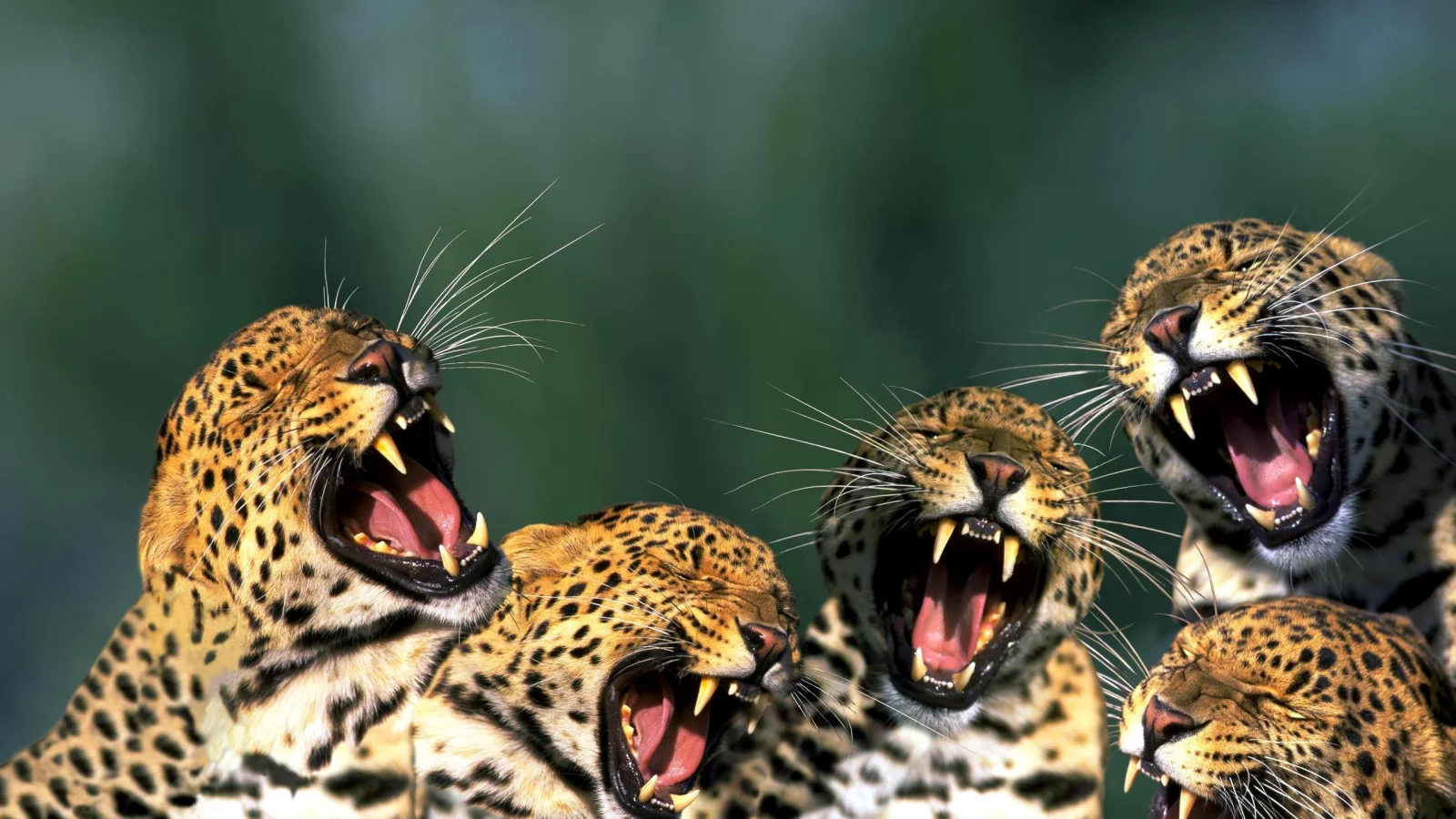 song, tiger, полосатый, зубы