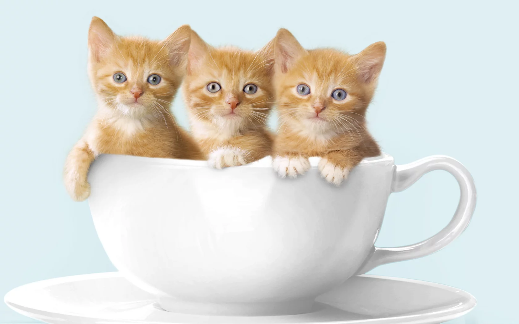 котята, рыжие котята, кружка