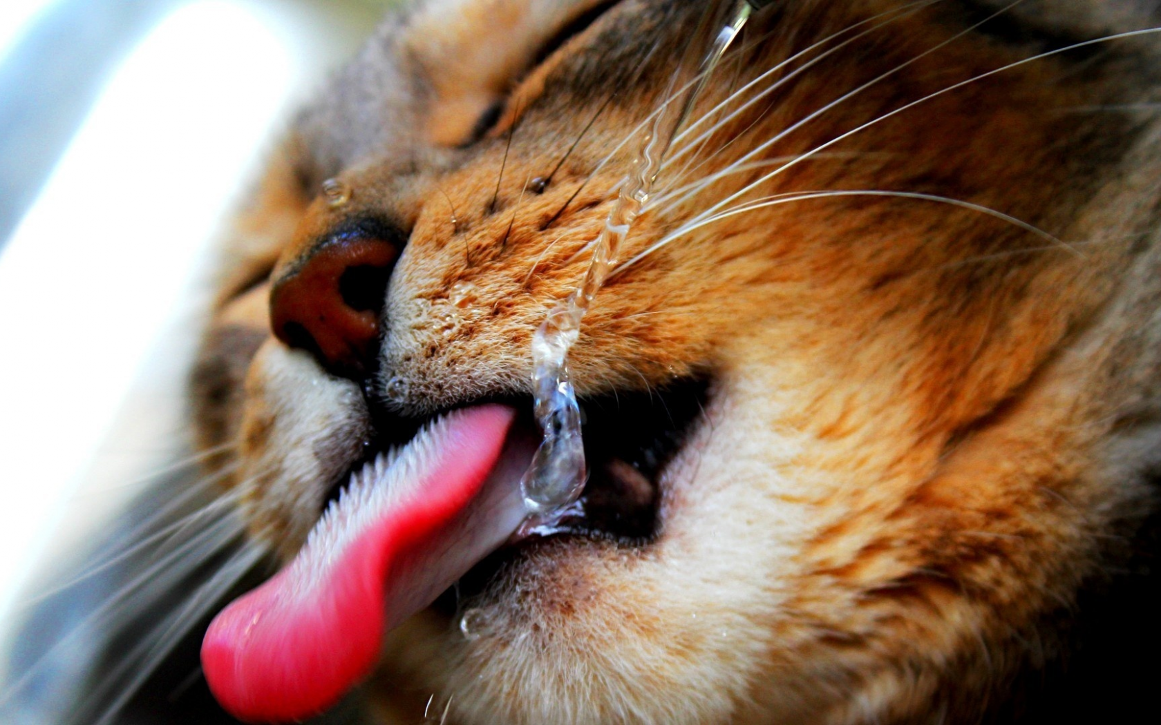 язык, вода, кошка, кот