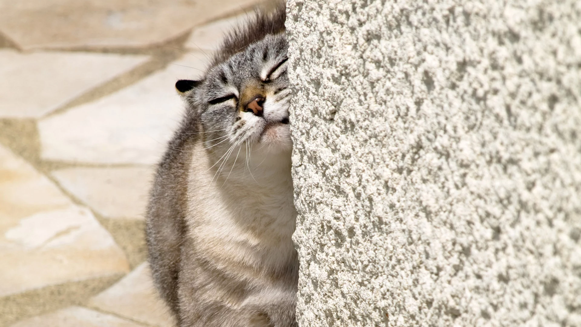 мордочка, кошка, стена, кот