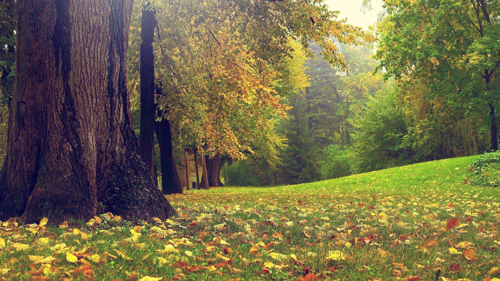 autumn, forest, осень