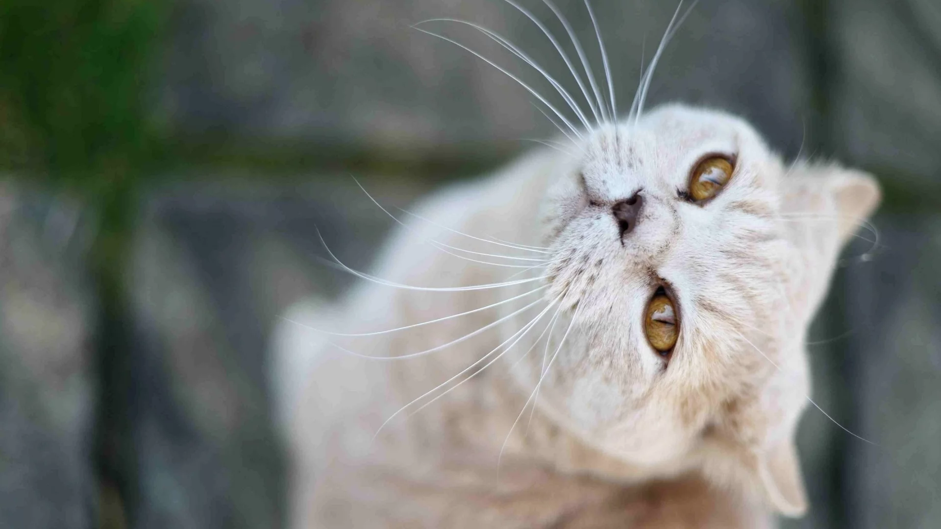 смотрит, кот, кошка, вверх
