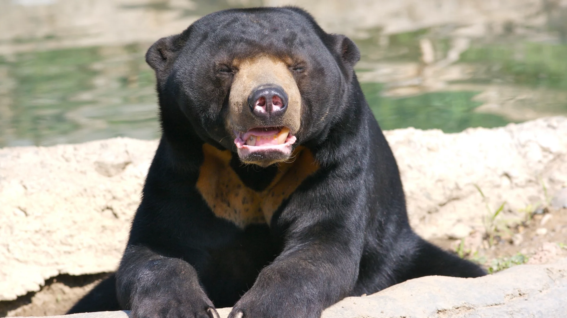 ursus malayanus, солнечный медведь