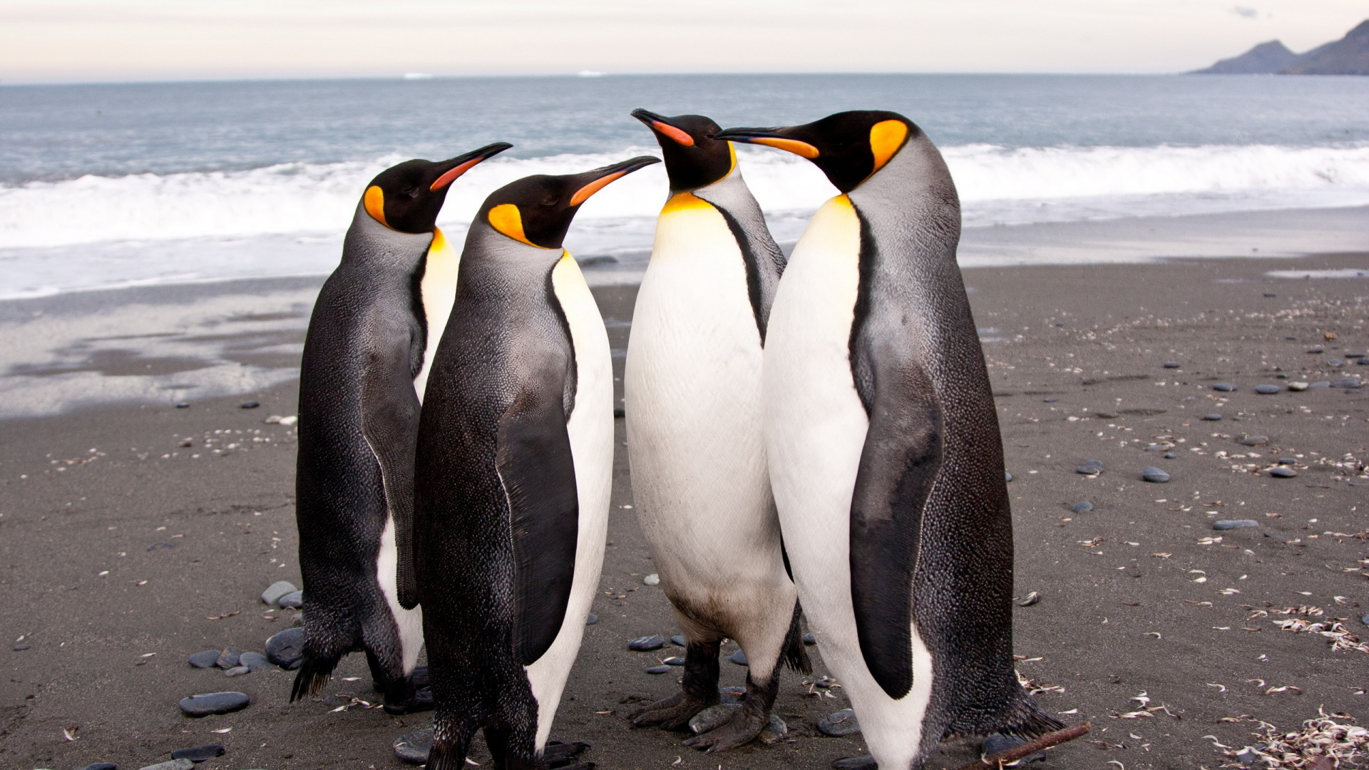 пингвины, императорские, антарктида