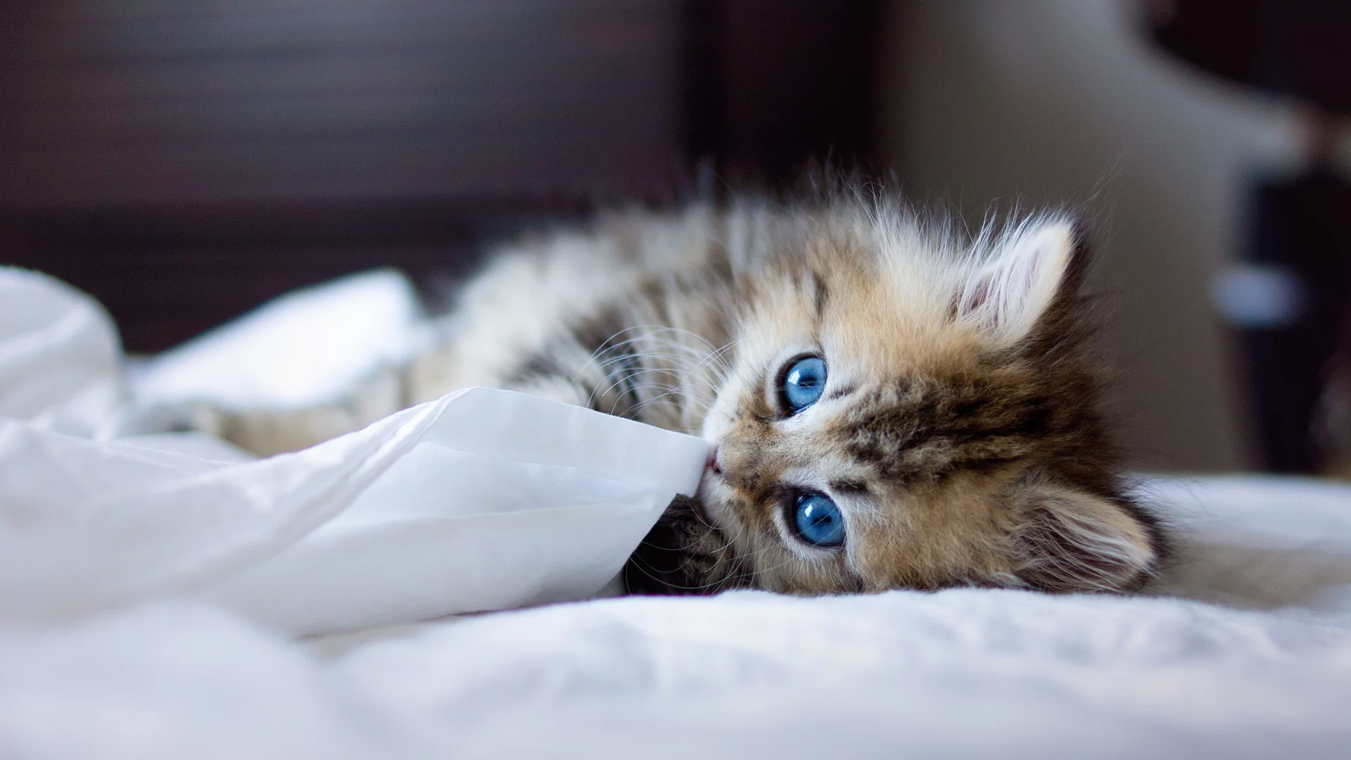 кошка, синеглазая, кот, котенок
