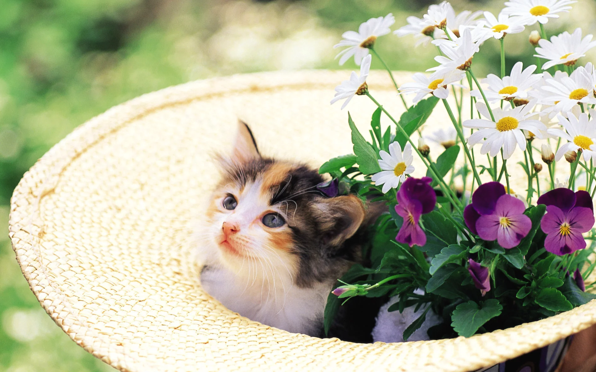 котенок, цветы, cat, шляпа