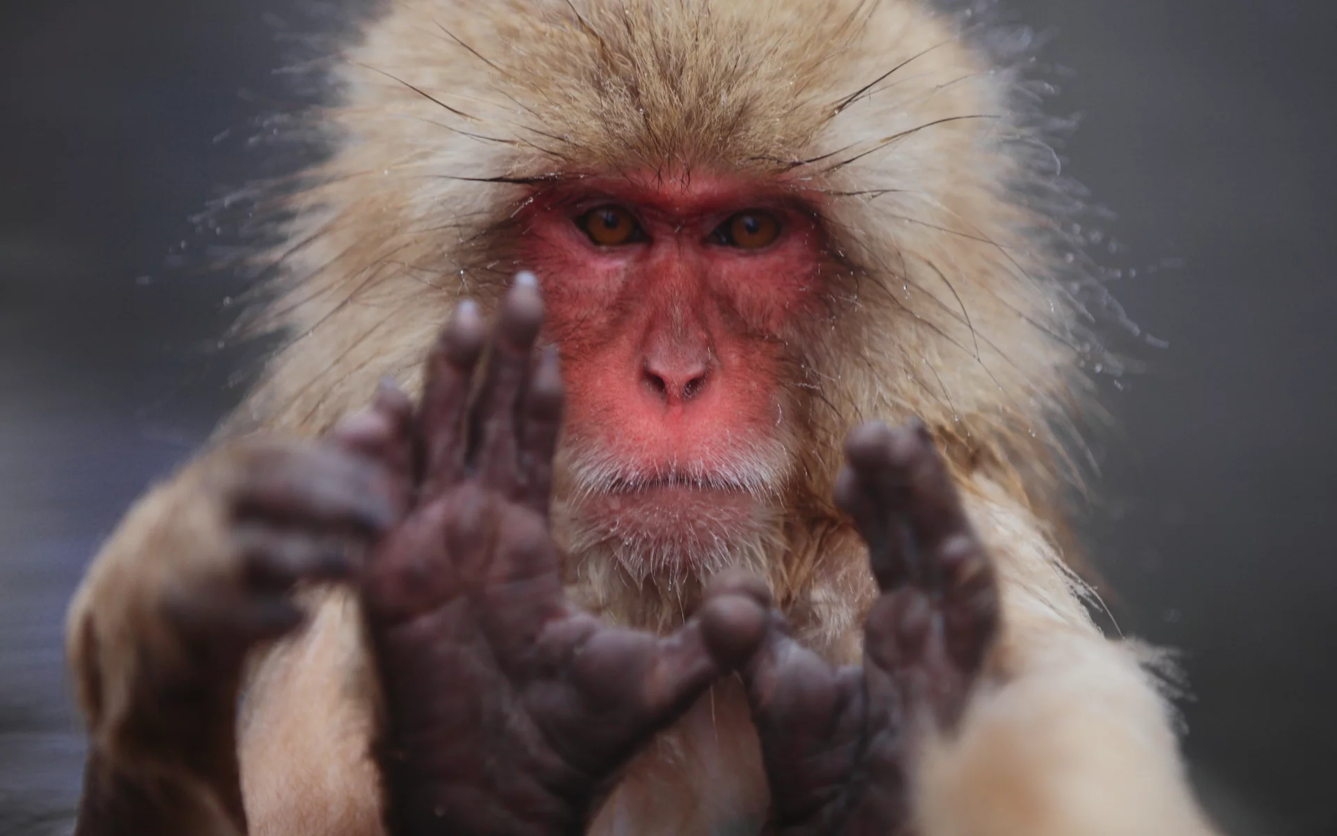 японский макак, macaca fuscata