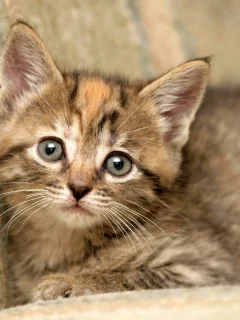 cat, котенок, кошечка