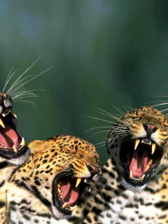 song, tiger, полосатый, зубы