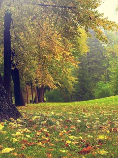 autumn, forest, осень