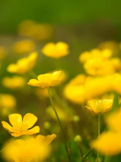 поле, природа, весна, цветы