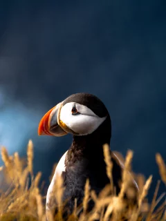 атлантический тупик, птица, fratercula arctica