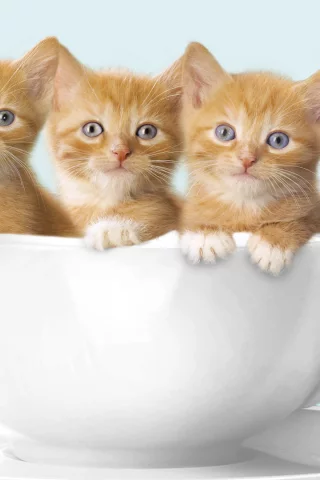 котята, рыжие котята, кружка