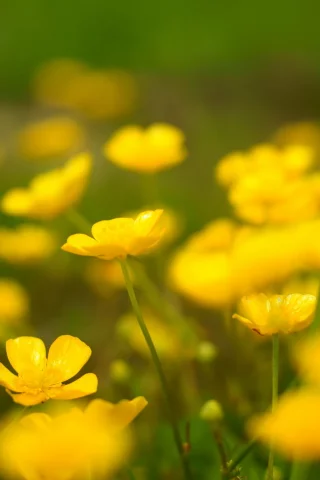 поле, природа, весна, цветы