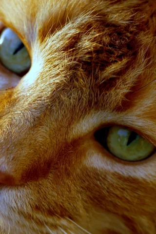 нос, кот, морда, глаза, кошка, рыжий