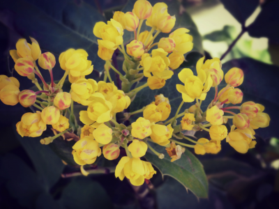 желтые цветы, растение, сад, цветы
