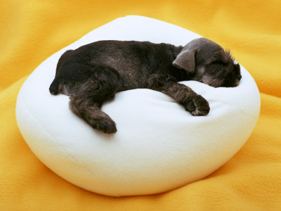 подушка, щеннок, малыш, собака, сон