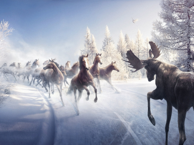 снег, ёлки, лошади, лось, птица, дорога