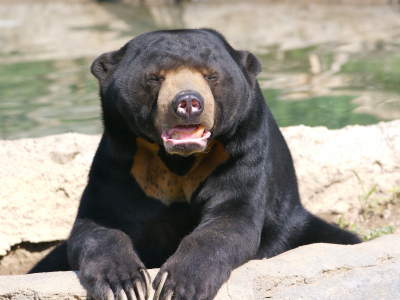 ursus malayanus, солнечный медведь