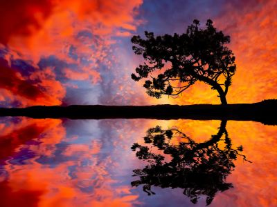 вода, дерево, отражение, горизонт