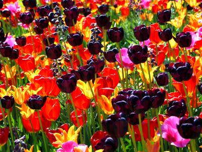 цветы, весна, природа, тюльпаны